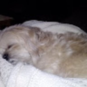 Meet your Posher, Leslie